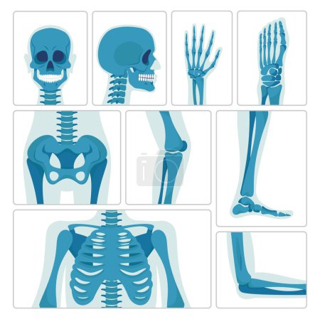 Ilustración de Imágenes de rayos X capturan estructuras internas de cráneo, mano, pecho, pierna y pelvis mediante la utilización de radiación electromagnética penetrante, revelando detalles invisibles a simple vista para el diagnóstico médico - Imagen libre de derechos