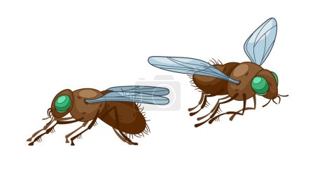 Ilustración de Moscas de insectos Vista lateral y frontal, criaturas caracterizadas por dos alas, su pequeño tamaño y su vuelo ágil las convierten en contribuyentes cruciales para los ecosistemas y la agricultura. Ilustración de vectores de dibujos animados - Imagen libre de derechos