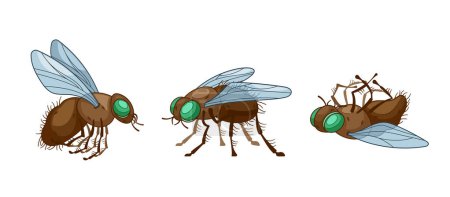 Illustration for Cartoon Vector Flies in Different Poses. Insect with Vibrant Wings And Intricate, Delicate Body, Airborne Creature with Mobile Head Large Compound Eyes And Specialized Mouthpart For Feeding On Liquids - Royalty Free Image