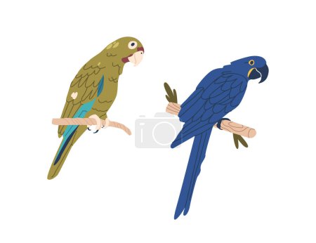 Téléchargez les illustrations : Aras bleu et vert Perroquets. Oiseaux tropicaux vibrants connus pour leur plumage brillant et leurs becs forts. Originaires d'Amérique centrale et du Sud, ils présentent des couleurs étonnantes. Illustration vectorielle isolée - en licence libre de droit