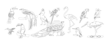 Illustration for Tropical Birds Isolated Outline Monochrome Icons Vector Set. Rainforests Macaw, Toucan, And Parrot. Peacock, Flamingo, Hummingbird and Kagu, Rhinoceros Hornbill, Lesser Bird-of-paradise Linear Signs - Royalty Free Image