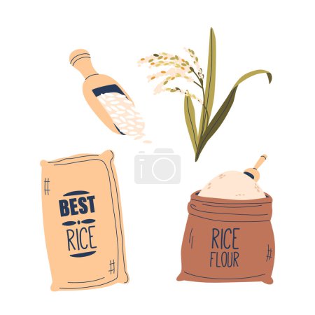 Illustration for Vector Set of Rice Plant, Grains in Spoon and Cereals in Package or Sack. Staple Food Cultivated In Paddies, Include Long-grain, Short-grain, And Basmati. It Serves As A Primary Source Of Nutrition - Royalty Free Image