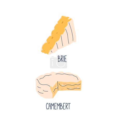 Illustration for Brie And Camembert Soft, Creamy French Cheeses With A White, Edible Rind. Brie Is Milder, While Camembert Has A Richer, Earthy Flavor. Both Pair Well With Fruit And Wine. Cartoon Vector Illustration - Royalty Free Image