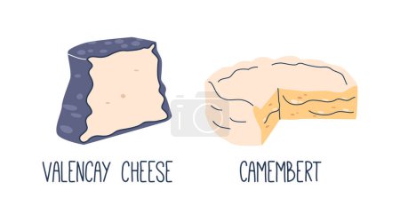 Illustration for Valencay, An Ash-coated, Goat Milk, Pyramid-shaped Cheese With A Complex, Tangy Flavor. Camembert, From Cow Milk, Offers A Creamy, Rich Taste With A Soft, Bloomy Rind. Cartoon Vector Illustration - Royalty Free Image