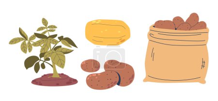Potato Plants Solanum Tuberosum Are Cultivated For Their Starchy Tubers, Used In Various Cuisines Worldwide. Staple Food Source Can Be Boiled, Fried, Mashed, Or Roasted. Cartoon Vector Illustration