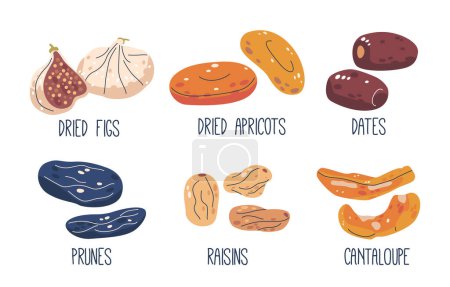 Illustration for Dried Fruits Set. Cantaloupe, Figs, Prunes And Apricot, Raisins And Dates. Dried Fruits, Sweet Natural Dehydrated Snacks Or Desserts with Concentrated And Chewy Texture. Cartoon Vector Illustration - Royalty Free Image