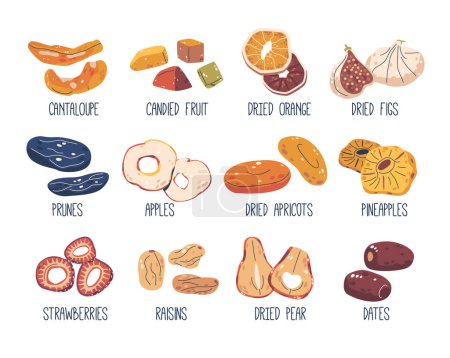 Photo for Dried Fruits Set. Cantaloupe, Orange, Figs, Prunes and Apples. Apricot, Pineapple, Strawberries and Raisins. Dried Fruits, Pears and Dates Sweet Natural Snacks or Desserts. Cartoon Vector Illustration - Royalty Free Image