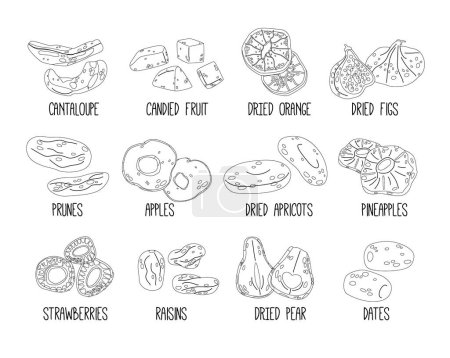Illustration for Dried Fruits Outline Vector Icons Set. Cantaloupe, Orange, Figs, Prunes and Apples. Apricot, Pineapple, Strawberries and Raisins. Dried Fruits, Pears and Dates Sweet Natural Snacks or Desserts - Royalty Free Image
