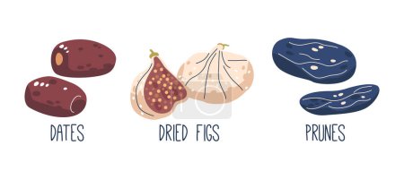 Illustration for Vector Dried Dates Are Sweet And Chewy With A Caramel-like Taste. Figs Offer A Rich, Earthy Sweetness With A Slightly Grainy Texture. Prunes Are Sweet, Sticky, And Packed With A Deep, Robust Flavor - Royalty Free Image
