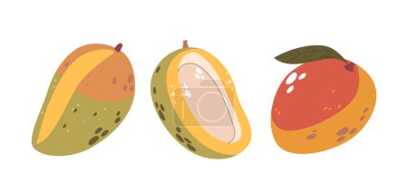 Illustration for Tropical Mango Fruits Set Showcasing A Whole, A Half, And Another With A Leaf, Ideal For Projects Related To Food, Health, And Tropical Themes. Bright And Appealing Cartoon Vector Illustration - Royalty Free Image
