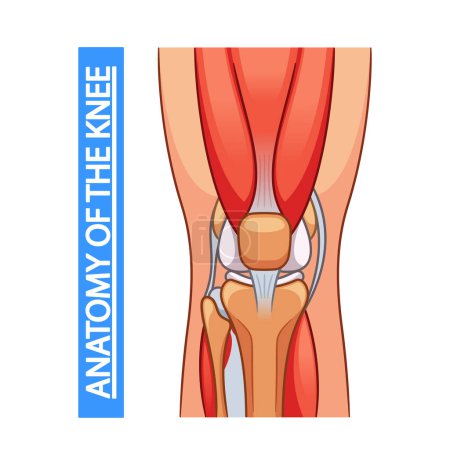 Illustration for Medical Poster Illustrates Knee Joint Anatomy. Vector Image Depicting Ligaments, Tendons, And Cartilage, For Educational Clarity And Aiding Understanding Of Knee Structure And Function of Human Body - Royalty Free Image
