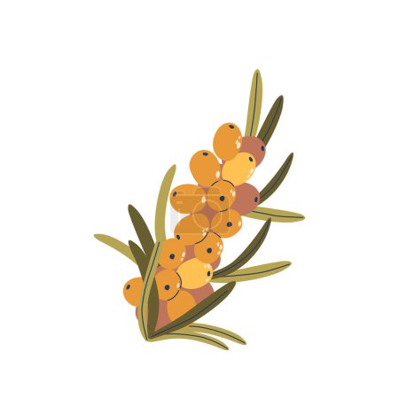 Illustration for Sea Buckthorn Branch with Berries and Leaves. Cartoon Colorful Vector Illustration For Projects Related To Health, Wellness, Natural Remedies, Organic Products, Natural Goodness Of Herbal Supplements - Royalty Free Image