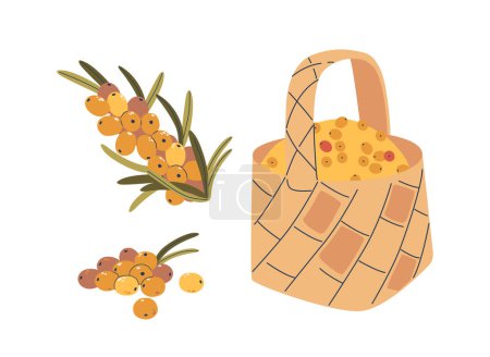 Illustration for Ripe Sea Buckthorn Berries On Branches And Loosely Collected In A Textured Woven Basket, Depicting Themes Of Harvest And Natural Food Ingredients. Cartoon Colorful Vector Illustration - Royalty Free Image