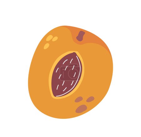 Fruit mûr à l'abricot moitié avec une graine visible isolé sur fond blanc. Illustration vectorielle de dessin animé de fruits de jardin vibrants pour une utilisation dans la santé, les aliments ou le contenu éducatif. Dessert frais d'été doux