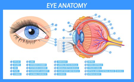Vector Infographic zeigt die detaillierte Anatomie des menschlichen Auges, komplett mit beschrifteten Teilen wie Linse, Netzhaut und Hornhaut. Visueller Leitfaden zum Verständnis der Struktur und Funktion des Auges
