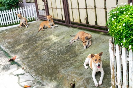 Téléchargez les photos : Quatre beaux chiens philippins, canines caressables, à l'abri du soleil chaud de l'après-midi, probablement liés, assis dans une rangée sur une allée, à côté d'une ruelle étroite, dans le centre de la ville. - en image libre de droit