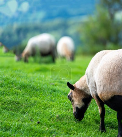 Photo for During mid summertime,feeding on lush meadow grass,common British sheep,breed of the UK.A white,wooly and medium sized with a black nose and underside.Very inquisitive,found all around the Malverns. - Royalty Free Image