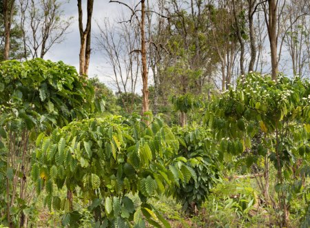 Foto de En la tierra de una pequeña finca, en las provincias de Laos rural, las plantas más pequeñas producen cerezas de café Robusta, entre los bosques tropicales circundantes mucho más altos. - Imagen libre de derechos