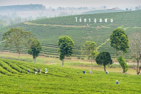 Photo for Mae Chan District, Chiang Rai,Thailand-March 30 2023: Tea pickers harvest leaves,during the smokey crop 'Burning Season' in the countryside,on the slopes of one of Thailand's biggest tea producers. - Royalty Free Image