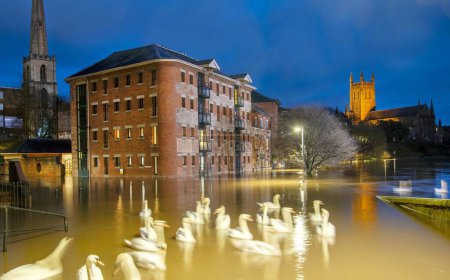 Foto de Los cisnes se reúnen en las aguas de inundación a lo largo del río Severn, después de que sus orillas estallaron, Worcester Catedral más allá, al atardecer, Worcestershire, Inglaterra, Reino Unido. - Imagen libre de derechos