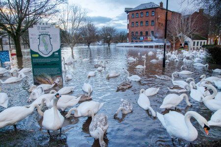 Photo for Worcester,Worcestershire,UK-January 03 2024:Severe flooding caused by recent winter rains,storms and high river water levels,submerger trees and fields,as swans take over public areas. - Royalty Free Image