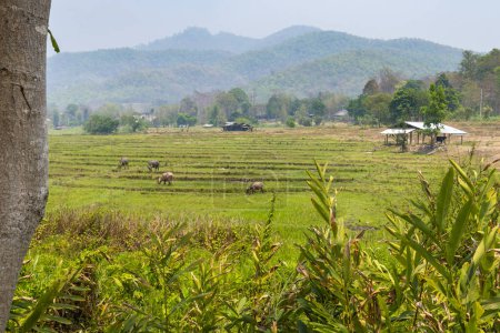 Lovely rural scene with water buffalo agaist backdrop of mountains, around the small town of Pai,popular with travelers because of it's beautiful,peaceful location.