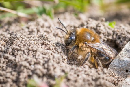 Photo for Single female mining bee in her hole on the ground - Royalty Free Image
