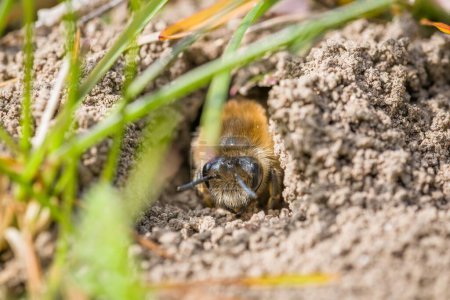 Photo for Single female mining bee in her hole on the ground - Royalty Free Image
