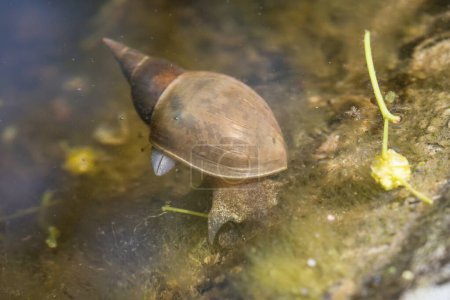 Close-up of a pointed mud snail in the water of a garden pond, Germany