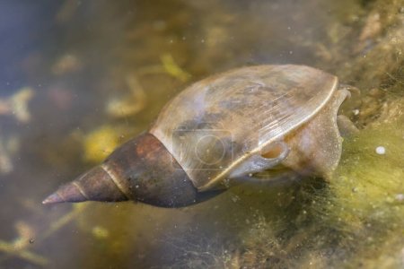 Photo for Close-up of a pointed mud snail in the water of a garden pond, Germany - Royalty Free Image