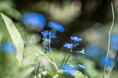 Photo for Close-up of forget-me-not blossoms and flowers in a rock garden, Germany - Royalty Free Image