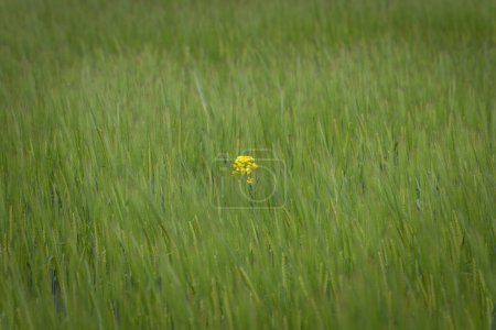 A single yellow rape plant with yellow flowers alone in a green wheat field, Germany