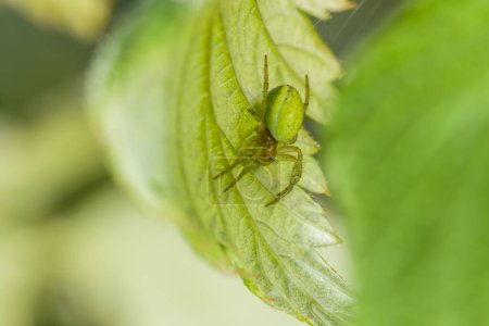 Close-up of a pumpkin spider in its web under a green leaf in the garden, Germany