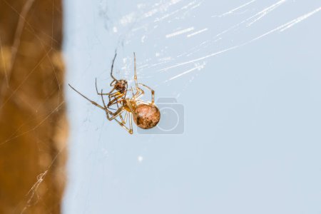Gros plan d'une araignée de serre dans sa toile avec une proie insecte, Allemagne
