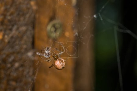 Close-up of a greenhouse spider in its web with an insect prey, Germany