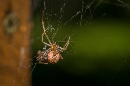 Primer plano de una araña invernadero en su red con una presa de insectos, Alemania