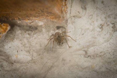 Nahaufnahme einer Winkelspinnennetzspinne in ihrem Netz an einer Hauswand, Deutschland