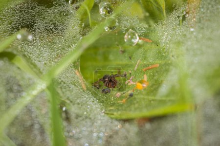 Nahaufnahme einer Erdtrichterspinne in ihrem Netz auf dem Boden zwischen Grashalmen auf einer Wiese mit Wassertropfen aus dem Morgentau, Deutschland