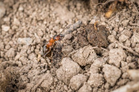 Close-up of a weakly bristled mountain forest ant crawling on the ground over soil and small stones, Germany