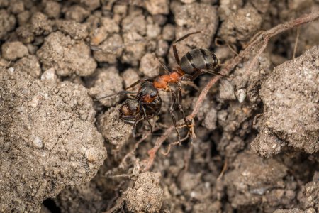 Close-up of a weakly bristled mountain forest ant crawling on the ground over soil and small stones, Germany