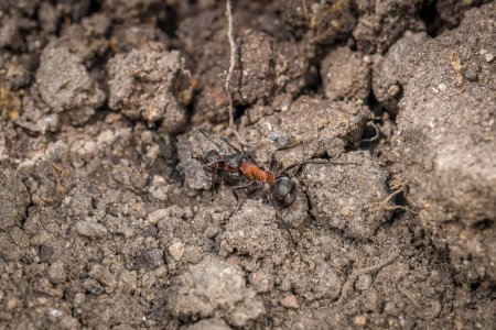 Primer plano de una hormiga del bosque de montaña débilmente cerda arrastrándose por el suelo sobre el suelo y piedras pequeñas, Alemania
