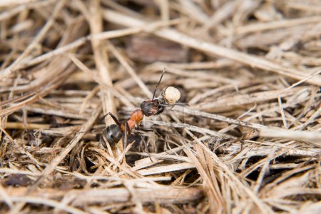 Nahaufnahme einer Ameise, die eine Puppe auf dem Boden trägt, die über Erde und Grashalme kriecht, Deutschland
