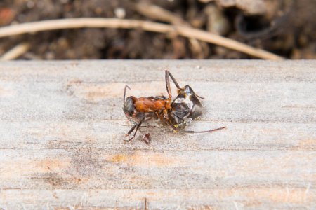 Nahaufnahme einer toten zertrampelten Ameise, die über Erde und Grashalme kriecht, Deutschland