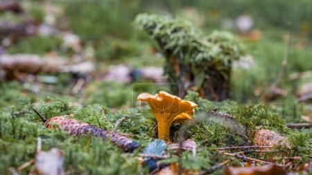 Close-up of a yellow chanterelle mushroom in the forest on mossy ground with cap and style, Germany