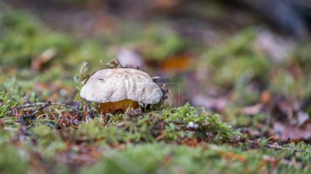 Close-up of a bitter bolete mushroom in the forest on mossy ground with cap and style, Germany