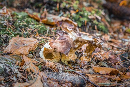 Close-up of a mushroom in the forest on mossy ground with cap and style, Germany
