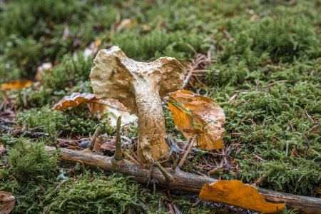 Nahaufnahme eines Pilzes im Wald auf bemoostem Boden mit Mütze und Stil, Deutschland