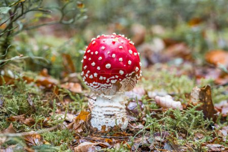 Close-up of a fly agaric - Aminata muscaria - on moss-covered forest floor in the fall in the forest, Germany