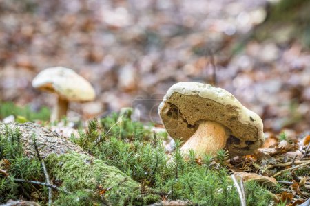 Close-up of a bitter bolete mushroom in the forest on mossy ground with cap and style, Germany