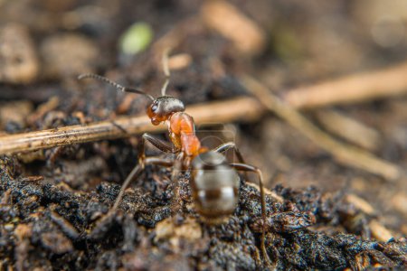 Primer plano de una hormiga del bosque de montaña débilmente cerda arrastrándose por el suelo sobre el suelo y piedras pequeñas, Alemania